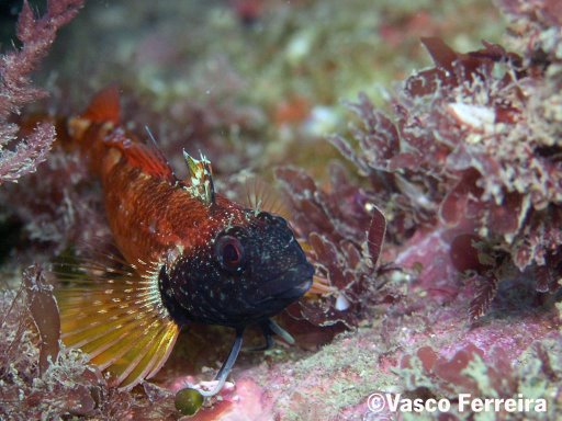 Tripterygion melanurum Guichenot, 1850